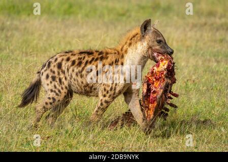 Passeggiate con la carcassa sulla savana Foto Stock