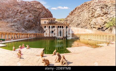 Tempio delle scimmie e giocare scimmie vicino alla piscina, Jaipur, India. Foto Stock