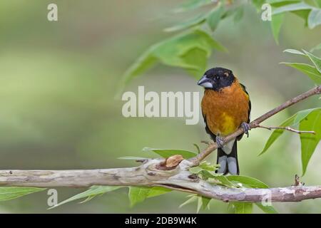 Un maschio Nero testa Grossbeak, Heucticus melanocephalus, in albero Foto Stock