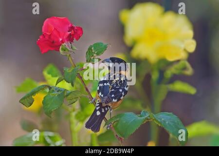 Un maschio nero testa Grossbeak, Heucticus melanocephalus, su rosa cespuglio Foto Stock