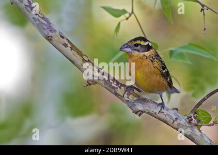 Una femmina nero testa Grossbeak, Heucticus melanocephalus Foto Stock