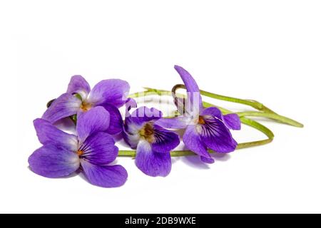 violette profumate in primavera Foto Stock