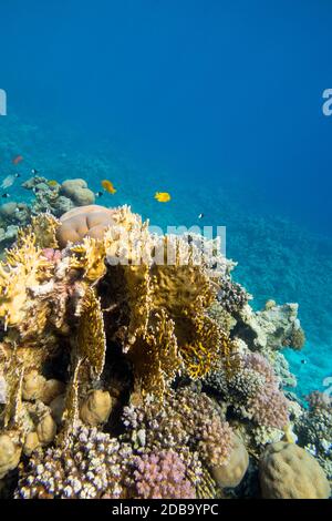 Colorata barriera corallina ai piedi del mare tropicale, corallo giallo fuoco, paesaggio sottomarino Foto Stock