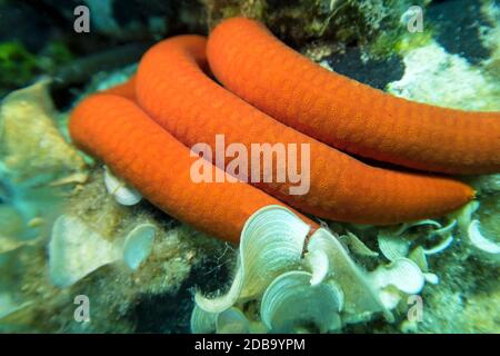 Stella arancione chiamata anche come stella del mare, animale singolo in fondo al mare Adriatico, primo piano Foto Stock