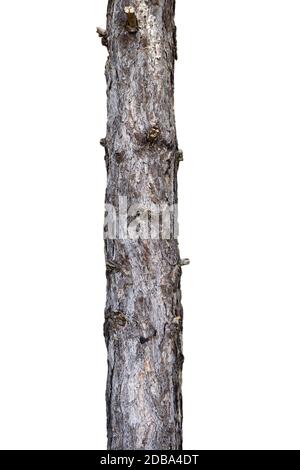 Tronco di albero isolato su sfondo bianco. Per copiare lo spazio, frecce ,insegne, cartelli e indicazioni Foto Stock