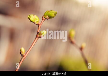 Piccolo rametto di un albero di lime con gemme in primavera Foto Stock