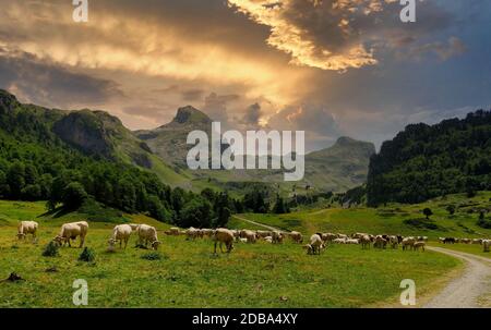 Mandria di mucche nei pascoli alpini, il Pic du Midi d'Ossau a fondo nei Pirenei francesi Foto Stock
