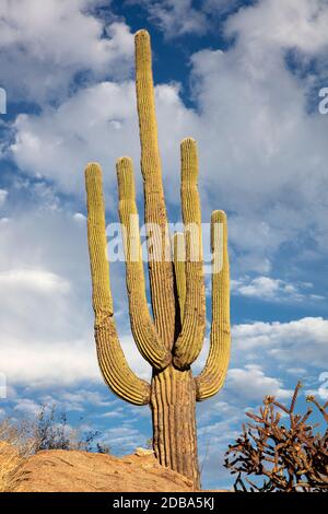 Il gigante Saguaro Cactus (Carnegiea gigantea), isolato contro un bel cielo, Redington Pass, Tucson, Arizona, Stati Uniti Foto Stock