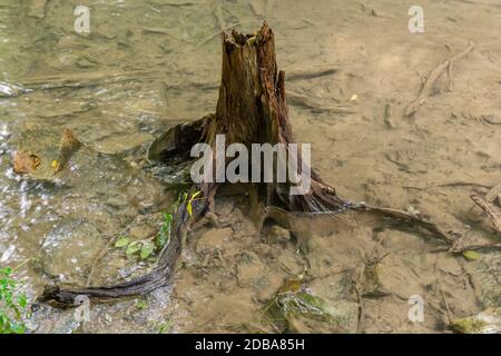 Tree Stump e radici sull'acqua del fiume Foto Stock