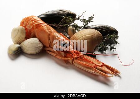 Pesce su sfondo bianco Foto Stock