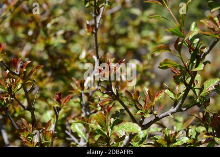 Germogli freschi su arbusto di melograno, provincia di Alicante, Costa Blanca, Spagna Foto Stock