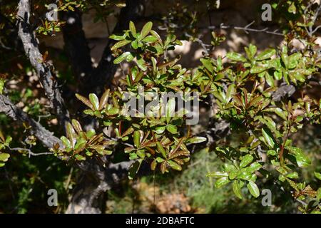 Germogli freschi su arbusto di melograno, provincia di Alicante, Costa Blanca, Spagna Foto Stock