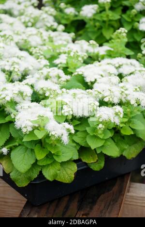 Ageratum, ageratum bianco, piante in vaso bianco nel vassoio nero Foto Stock