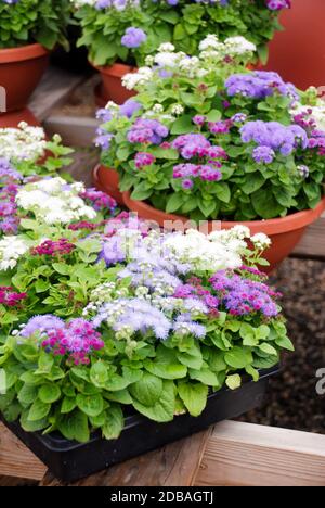 Ageratum, Ageratum misto, piante di pentola di colore misto nel vassoio nero Foto Stock