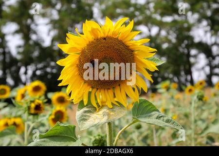 Girasoli in un campo si estendono verso il sole Foto Stock