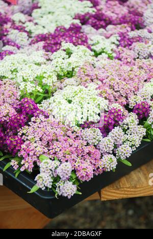 Fiori di Alyssum. Alyssum nei colori dolci. Alyssum in un vassoio nero su tavola di legno, in una fitta terra in una serra. Foto Stock