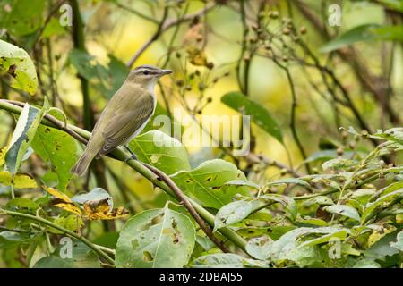 Vireo dagli occhi rossi (Vireo olivaceus) arroccato su un ramo, Long Island, New York Foto Stock