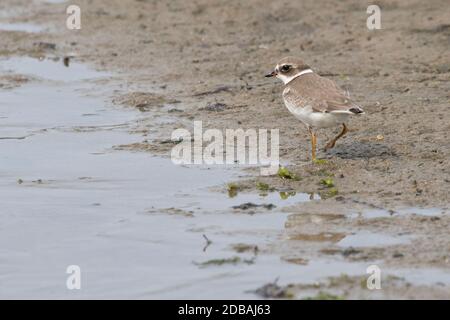 Semipalmate Plover (Charadrius semipalmatus) che foraggiano i mudflats intertidali, Long Island, New York Foto Stock