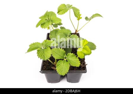 giovani piante di fragole in pentole su sfondo bianco in studio Foto Stock