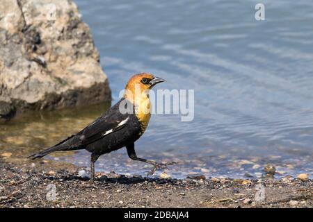 Blackbird a testa gialla (Xanthocephalus xanthocephalus), un raro visitatore di Queens, New York, USA Foto Stock
