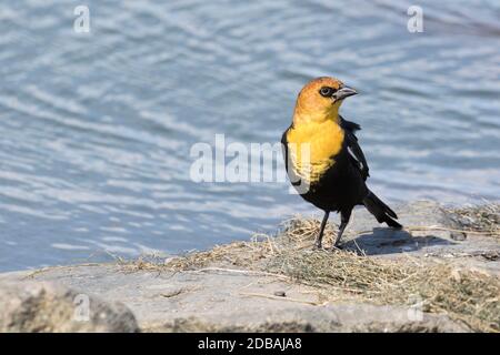Blackbird a testa gialla (Xanthocephalus xanthocephalus), un raro visitatore di Queens, New York, USA Foto Stock