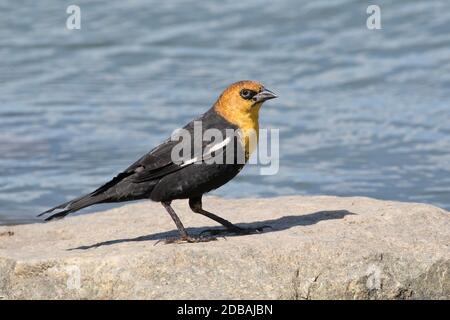 Blackbird a testa gialla (Xanthocephalus xanthocephalus), un raro visitatore di Queens, New York, USA Foto Stock