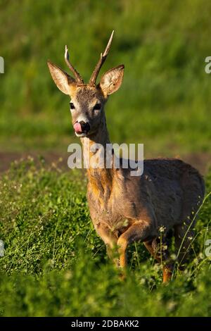 Carino capriolo, capreolo capreolo, leccando il suo naso con la lingua rosa su un campo verde nella natura primaverile. Adorabile mammifero selvatico con grreddi di w Foto Stock