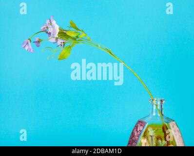 fiore artificiale in bottiglia di brandy in vetro dipinta a mano su sfondo blu pastello Foto Stock