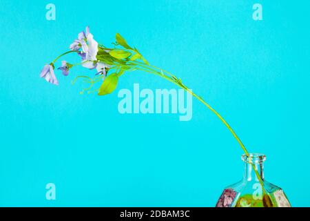 fiore artificiale in bottiglia di brandy di vetro dipinta a mano su sfondo color pastello acquamarina Foto Stock