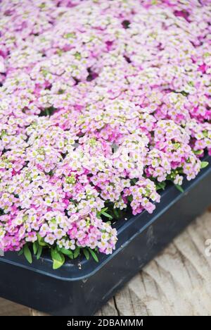 Fiori di Alyssum. Alyssum nei colori dolci. Alyssum in un vassoio nero su tavola di legno, in una fitta terra in una serra. Foto Stock