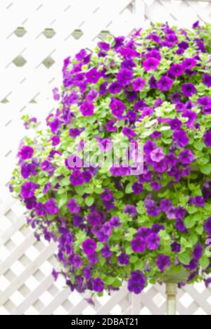 Colorati fiori di petunia, Grandiflora è il più popolare varietà di petunia, con grandi singoli o doppi fiori che formano cumuli di solido colorato, Foto Stock