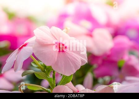 Vinca rosea fiori sbocciano i fiori nel giardino, fogliame varietà di colori dei fiori, il fuoco selettivo Foto Stock