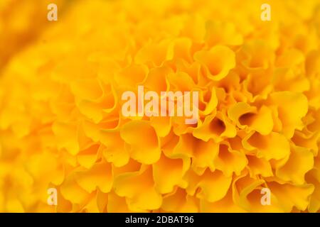 Orange Le calendule campi di fiori, il fuoco selettivo Foto Stock