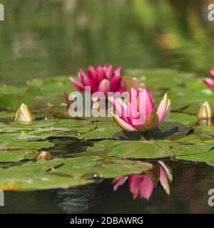 Sfondo: Giglio d'acqua rosa con riflesso a specchio Foto Stock