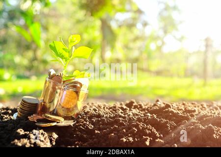 Pianta che cresce in un vaso di vetro di monete sul suolo all'alba. Investimento, investimento, crescita di denaro, risparmio e interesse concetto con copia spazio. Foto Stock