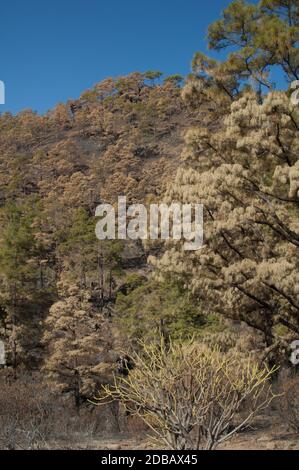 Legna bruciata di pino delle Isole Canarie Pinus canariensis con Euphorbia regis-jubae in primo piano. Riserva naturale integrale di Inagua. Tejeda. Gran C Foto Stock