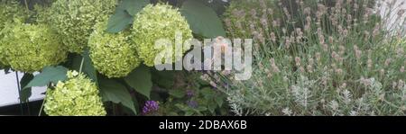 Linnet comune in una moderna architettura giardino con idrangea selvatica e lavanda Foto Stock