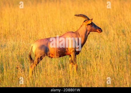 Tobi si trova in erba lunga rivolta verso destra Foto Stock