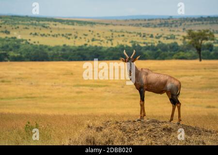 Tobi si mostra sul tumulo nella savana Foto Stock