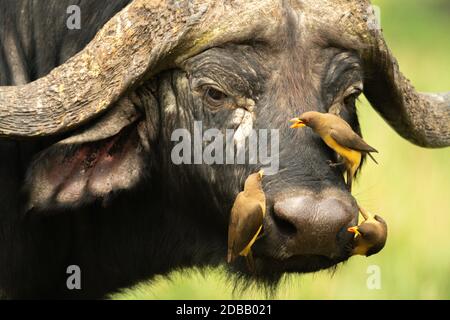 Tre oxpeckers con fattura gialla sul mantello di bufalo Foto Stock