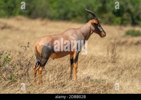 Tobi si trova sul tumulo in erba lunga Foto Stock