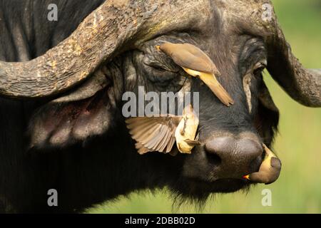Tre oxpeckers con fattura gialla sulla testa di bufalo del capo Foto Stock