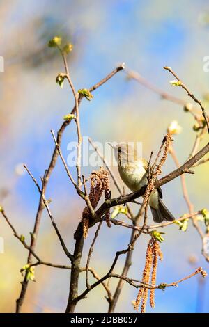 Piccola canzone uccello Willow Warbler (Phylloscopus trocillus) seduta sul ramo. Piccolo songbird nell'habitat naturale. Primavera. Repubblica ceca, UE Foto Stock