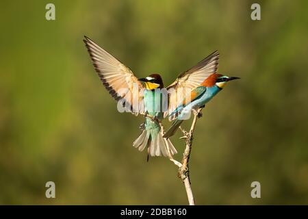 Vitale europeo ape-Eater, merops apiaster, atterraggio con ali aperte in tutta la natura estiva. Uccello energico con piumaggio vivo in volo durante l'allevamento Foto Stock