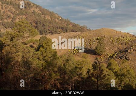 Il Nublo parco rurale e la Riserva Naturale Integrale di Inagua. Tejeda. Gran Canaria. Isole Canarie. Spagna. Foto Stock