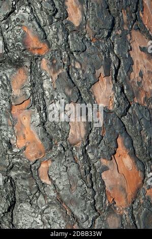 Tronco bruciato di pino delle Isole Canarie Pinus canariensis otto mesi dopo un incendio. Riserva naturale integrale di Inagua. Gran Canaria. Spagna. Foto Stock