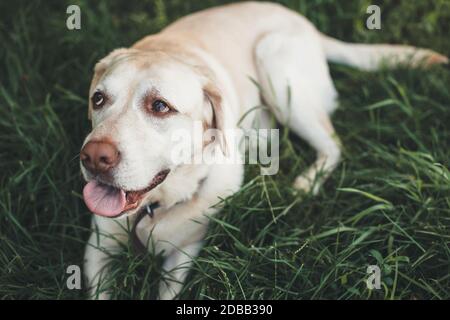 Primo piano foto di un labrador che si trova sull'erba e che guarda a qualcuno durante una passeggiata estiva nel parco Foto Stock