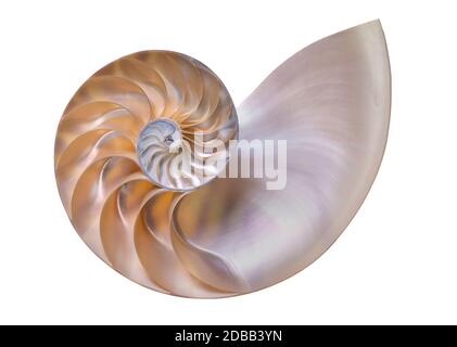 Nautilus shell su sfondo bianco Foto Stock