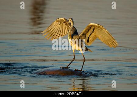 Un airone grigio (Ardea cinerea) che si bilancia su un ippopotamo in acqua, Kruger National Park, Sudafrica Foto Stock