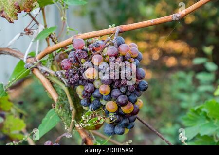 Uva sulla vite. Le uve della vite si asciugano e si deteriorano. Foto Stock